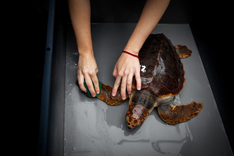 WRC - Wildlife Recovery Centers