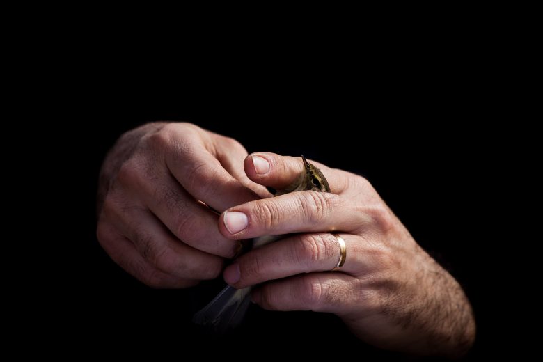 WRC - Wildlife Recovery Centers