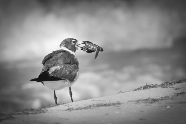 Una gaviota se come una cría de tortuga golfina recién salida del cascarón. Se estima que tan solo 1 de cada 1000 crías de tortuga nacidas llegará a adulta. A pesar del alto número de huevos que cada tortuga expulsa en cada puesta el índice de éxito es bajo. Si a ello añadimos la contaminación, la degradación del hábitat, la urbanización y la presión humana en la línea costera y la cada vez más creciente actividad motorizada en el mar, la supervivencia de estos quelonios está más que en entredicho.