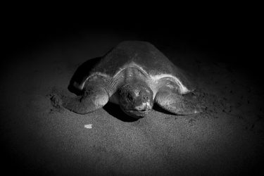 Las tortugas suelen preferir las noches con luna para salir a desovar, lo que suele provocar arribos masivos en algunas playas. Si durante el periodo comprendido entre salir y empezar a excavar el nido, algo las perturba o las condiciones no son totalmente favorables la tortuga abortará su misión, intentándolo de nuevo en noches sucesivas. Sin embargo, una vez empieza a desovar entra en una especie de trance y nada la detendrá, siendo en ese momento una presa fácil para depredadores.