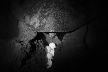 Cada tortuga en edad adulta volverá a la playa en la que nació para raparearse, hacer nido y poner los huevos. De media suelen hacer 3 puestas al año, todas en la misma época y distanciadas en relativamente poco espacio de tiempo. La primera puesta suele ser la más abundante y ronda los 100 huevos, mientras que la tercera no se suele pasar de 80. Con las extremidades posteriores cavan nidos de unos 40 cm de profundidad en forma de cono para que la temperatura sea constante y llegue a todos los huevos. La temperatura de los huevos en el nido determina el sexo de las crías. Siendo hembras si la temperatura rondó los 32ºC y machos si fue de 26ºC. El incremento de temperaturas debido al cambio climático está provocando un desequilibrio entre sexos.