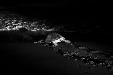 Tras tapar el nido la tortuga regresa al mar, orientada por la luz de la luna, es por ello que la urbanización y los focos en la línea costera puede provocar su desorientación haciendo que se adentre en tierra en lugar de volver al océano. Las tortugas golfinas son la especie más pequeña de las tortugas marinas, pesando alrededor de 40 Kg, las huellas que dejan estos quelonios en la arena hacen que sea muy fácil la localización de los nidos, tanto para quienes conservan como para quienes saquean.