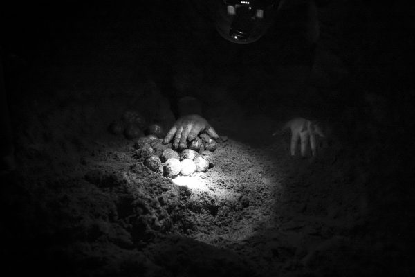 El personal del Centro Tortuguero de Puerto Arista (Chiapas-México) sale cada noche entre julio y octubre a recolectar nidos, sabedores de que por desgracia sigue habiendo un mercado negro de venta de huevos de tortuga. Recorren en parejas los 32 Km de playa en cuatrimotos, muchas veces siendo intimidados o atacados por los furtivos. Una vez hallan un nido, lo desentierran y trasladan todos los huevos al Centro donde los recolocan en un nuevo nido que identifican con la fecha de recolección y de posible eclosión.