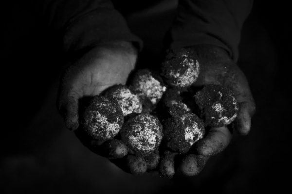 Un trabajador del Santuario de Puerto Arista recolecta con sumo cuidado los huevos de un nido, tendrá tan solo 2 horas para volver a enterrar los huevos en los corrales de incubación del Centro. Si sobrepasa este tiempo los huevos se perderán…
