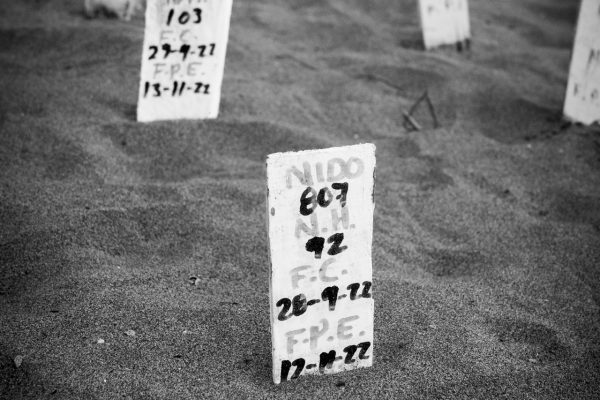 A finales de octubre los corrales de incubación del Santuario Tortuguero están a plena ocupación. Cada nido está identificado con un numero correlativo según su extracción, la fecha de captura y de eclosión probable y con el número de huevos de la puesta