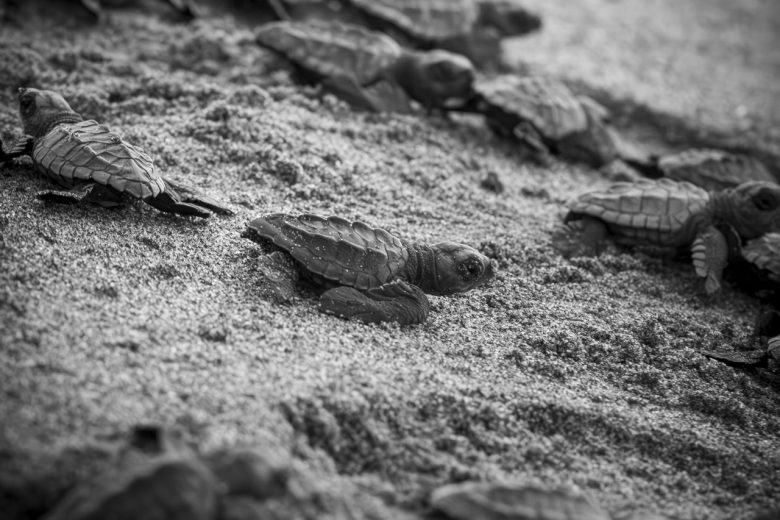 Una vez eclosionan los huevos el personal del Santuario Tortuguero recoge todas las crías y las libera en la playa al atardecer, coincidiendo con el punto máximo de la marea baja, esta hora también favorece la escasa concentración de aves, por tal de evitar la cantidad de depredadores y garantizar el éxito de supervivencia en su ingreso al mar, aunque el personal del centro nunca interfiere si las tortugas son atacadas o hierran el camino.