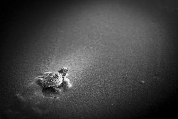 Una cría de tortuga golfina llega al mar. Ha salvado la primera etapa al zafarse de las aves y los depredadores terrestres, aunque su vida en el océano no estará exenta de peligros. Cuando llegue a la edad reproductiva volverá a esta misma playa a desovar.